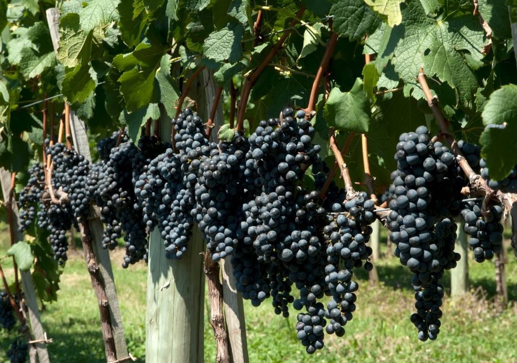 Uvas