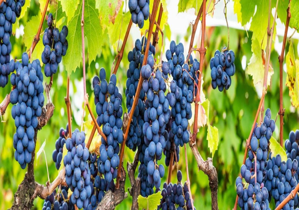uvas uvas