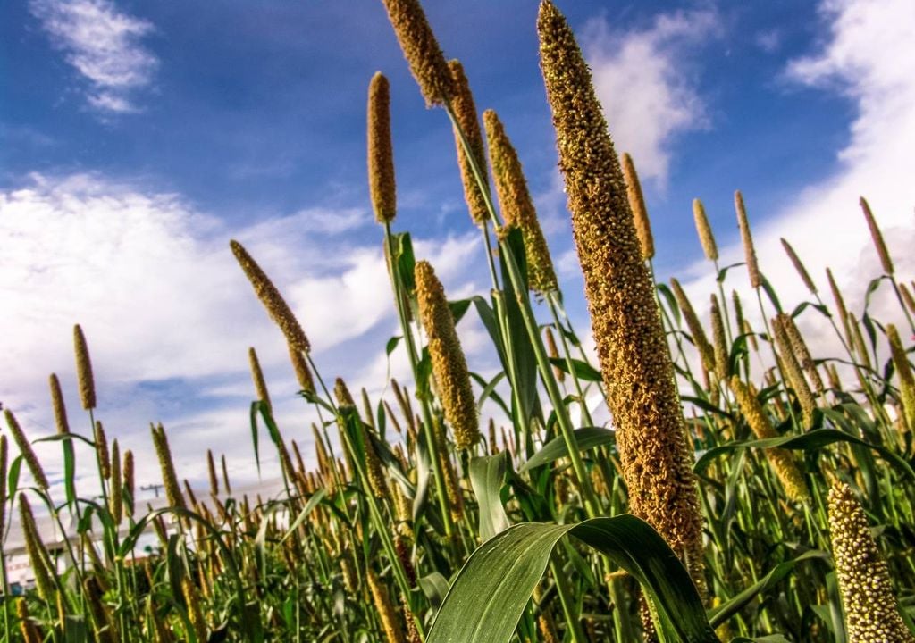 campo agrícola campo agrícola
