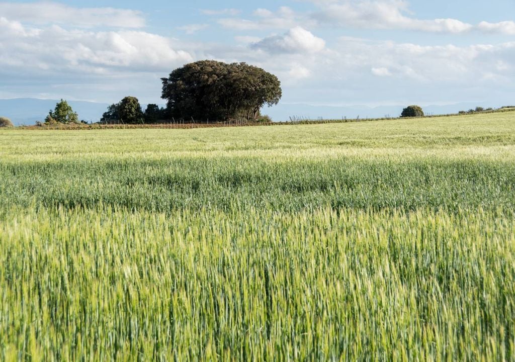 campo agrícola campo agrícola