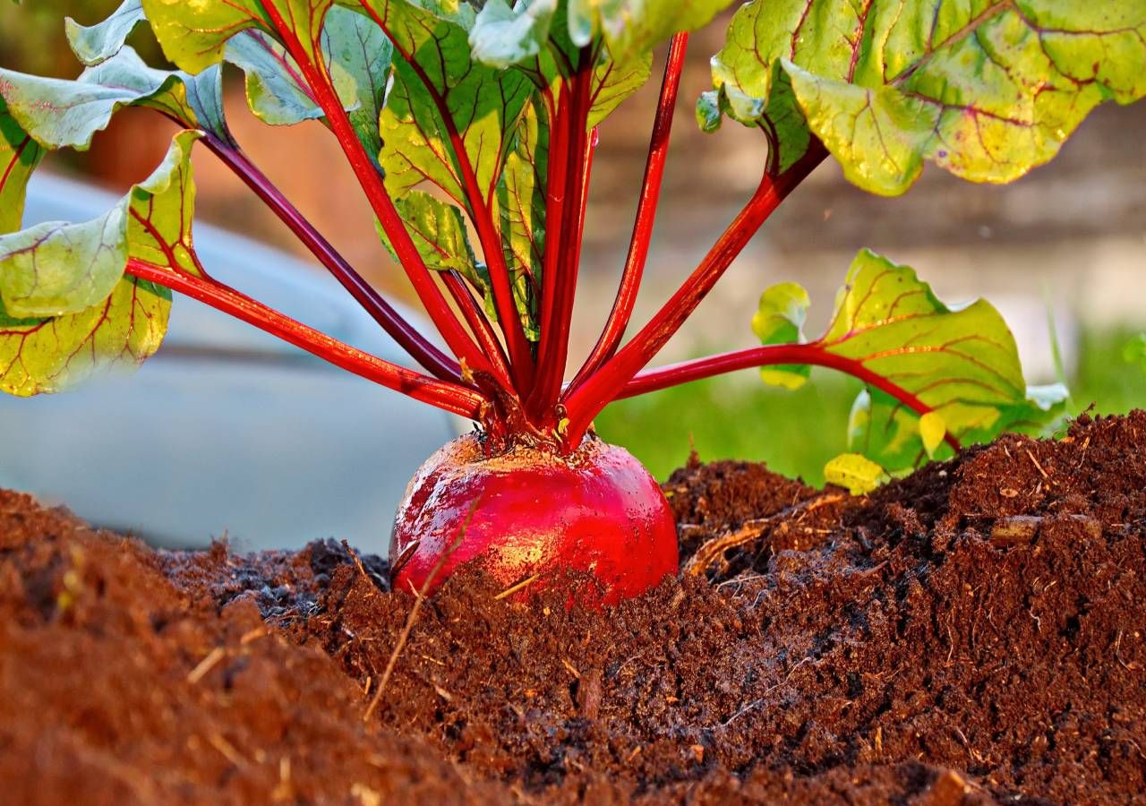 Os agricultores estão “perplexos” com “o tempo e o modo” como o Ministério da Agricultura decidiu “reduzir drasticamente os apoios” às culturas hortícolas conduzidas em regime de sequeiro.