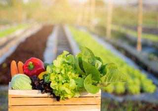 Governo corta apoios aos hortícolas em regime de sequeiro. É “incompreensível” e “inaceitável”, dizem os agricultores