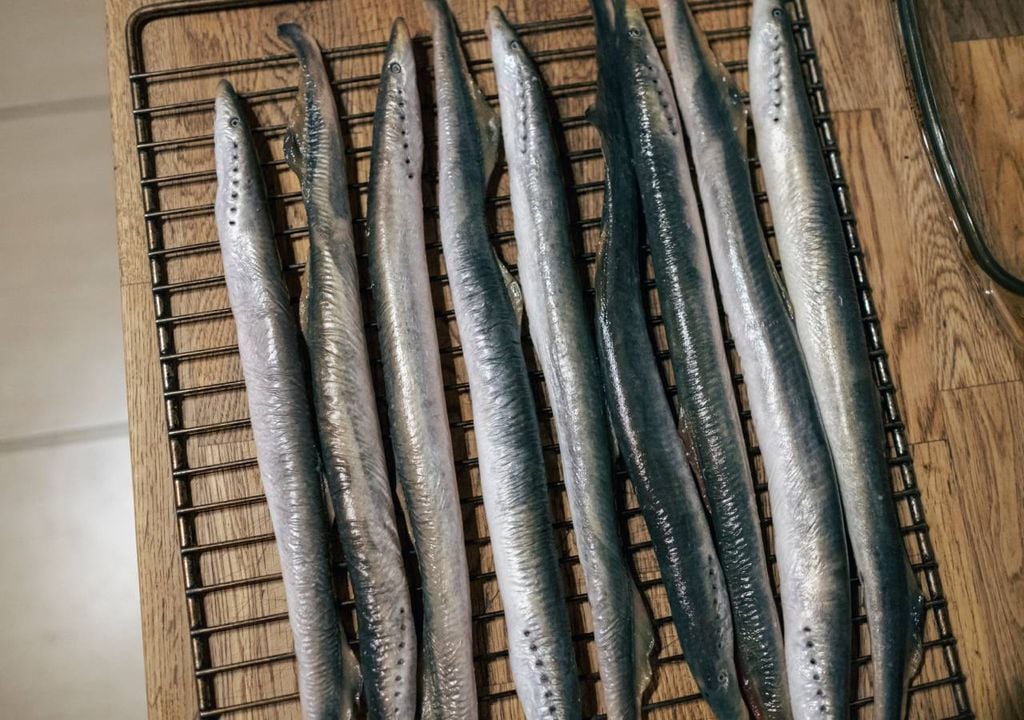 lampreias lampreias