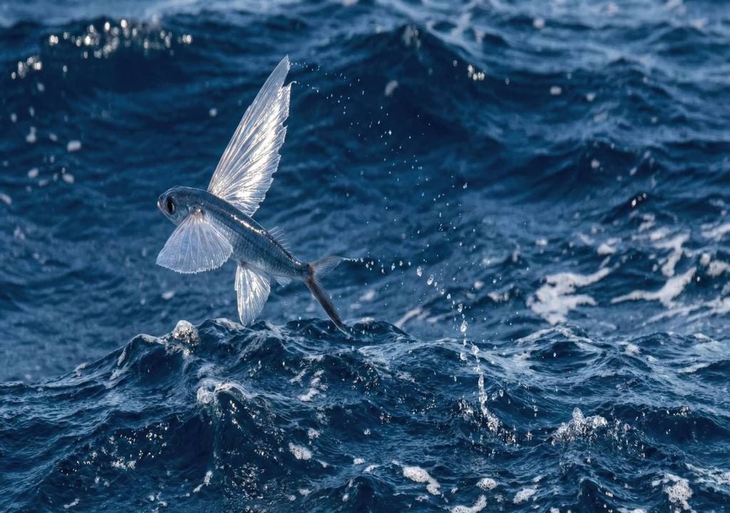 O Governo garante que “será reforçada a proteção e classificação do Banco de Gorringe enquanto Zona Especial de Conservação (ZEC), por via da aprovação do Plano de Gestão.