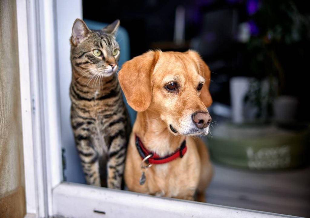 animais de companhia animais de companhia