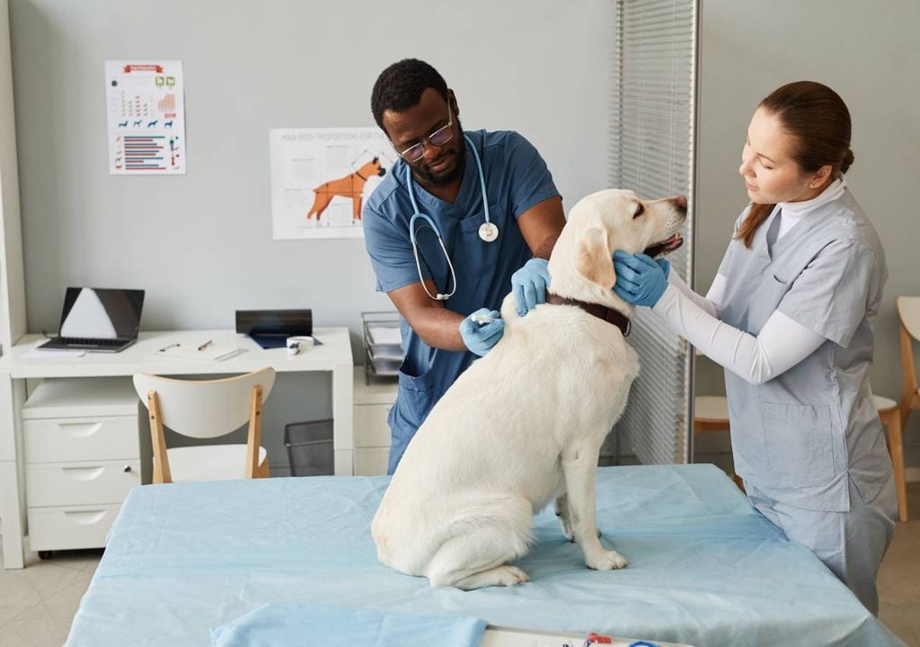 Veterinário
