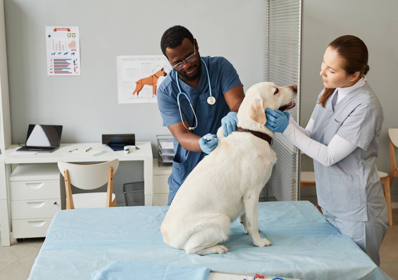 Uma “parte substancial” dos 14,5 milhões de euros anunciados pelo Governo dirige-se à campanha nacional de esterilização de cães e gatos.