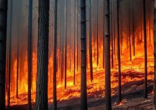Governo liberta 44 milhões de euros para apoiar agricultores afetados pelos incêndios. Ainda há candidaturas a decorrer