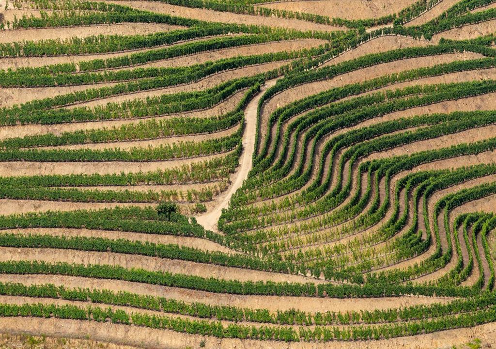 Vinhas no Douro Vinhas no Douro