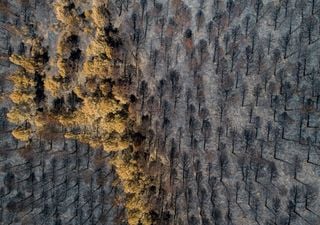 Governo regulamenta apoios às populações afetadas pelos incêndios. Prejuízos até 10 mil euros têm prioridade