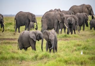 Estudo com Inteligência Artificial descobre que elefantes dão nomes uns aos outros