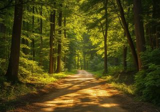 Gracias a los microbios que viven en la madera, los árboles son un 10 % más beneficios para el clima 