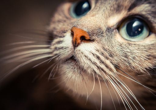 Gran fiesta gatuna en CDMX: este 9 de agosto vive el GatoFest, un evento familiar y altruista para ayudar