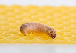 Gran hallazgo: gusanos que degradan el plástico ¡en sólo 40 minutos!
