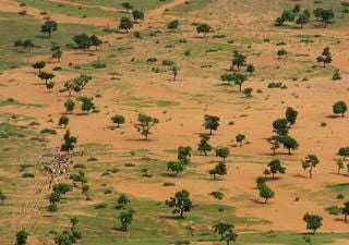 La Grande Muraglia Verde: curiosità sulla barriera di alberi in Africa