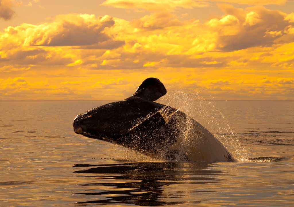 Avistaje de ballenas Puerto Madryn Península Valdés Chubut