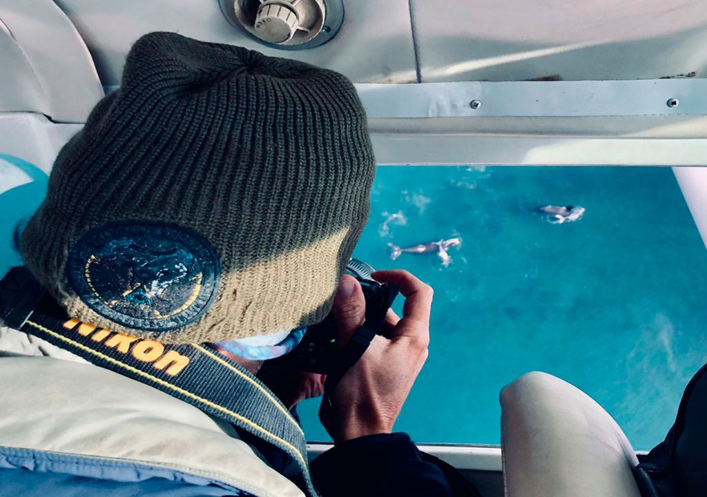 Avistaje de ballenas Puerto Madryn Península Valdés Chubut