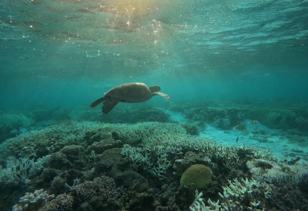 Uma tartaruga nada sobre corais branqueados na lagoa da Ilha Lady Elliot, no sul da Grande Barreira de Corais • Rebecca Wright/CNN via CNN Newsource Uma tartaruga nada sobre corais branqueados na lagoa da Ilha Lady Elliot, no sul da Grande Barreira de Corais • Rebecca Wright/CNN via CNN Newsource