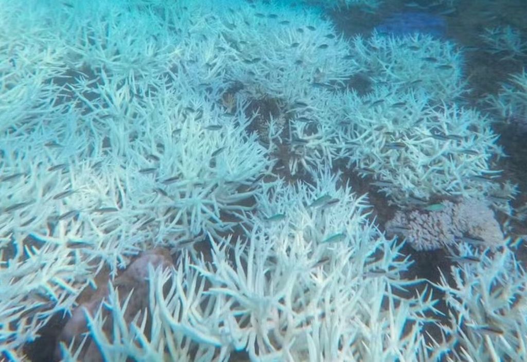 Colônias de corais branqueados na Ilha Miall, no sul da Grande Barreira de Corais, durante o evento de branqueamento em massa de corais em 2024 — Foto: Joshua Parker, AIMS Colônias de corais branqueados na Ilha Miall, no sul da Grande Barreira de Corais, durante o evento de branqueamento em massa de corais em 2024 — Foto: Joshua Parker, AIMS