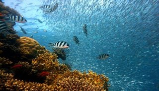 La Grande Barri&egrave;re de corail risque un effondrement de son &eacute;cosyst&egrave;me, selon les chercheurs