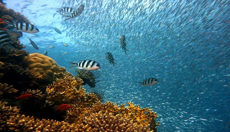 La Grande Barri&egrave;re de corail risque un effondrement de son &eacute;cosyst&egrave;me, selon les chercheurs