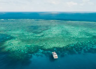 Gran Barrera de Coral en peligro: nuevo episodio de un “blanqueo masivo”