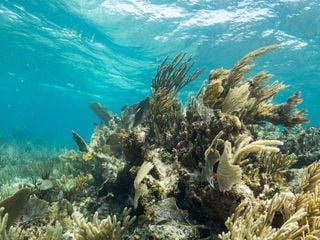 El arrecife de coral más grande del hemisferio occidental se encuentra en Yucatán, México