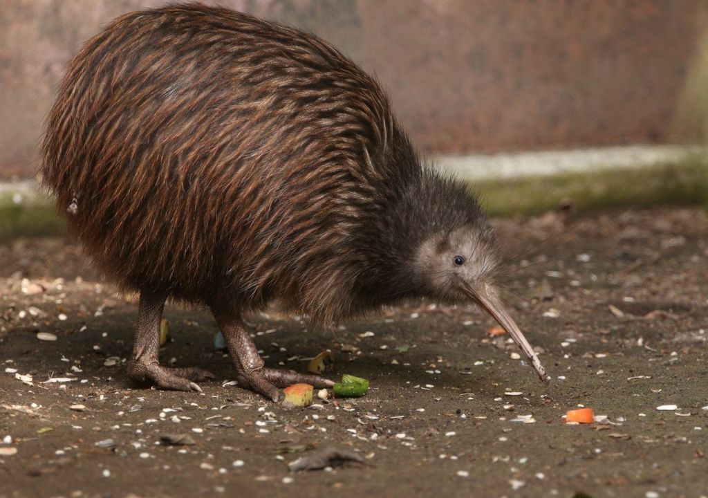 Kiwi