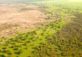Grande Muralha Verde da África causará efeitos severos no clima