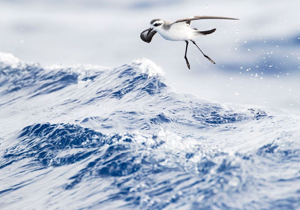 petrel de tormenta