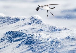 Gran asombro entre los ornitólogos ante el descubrimiento de una nueva especie de paíño