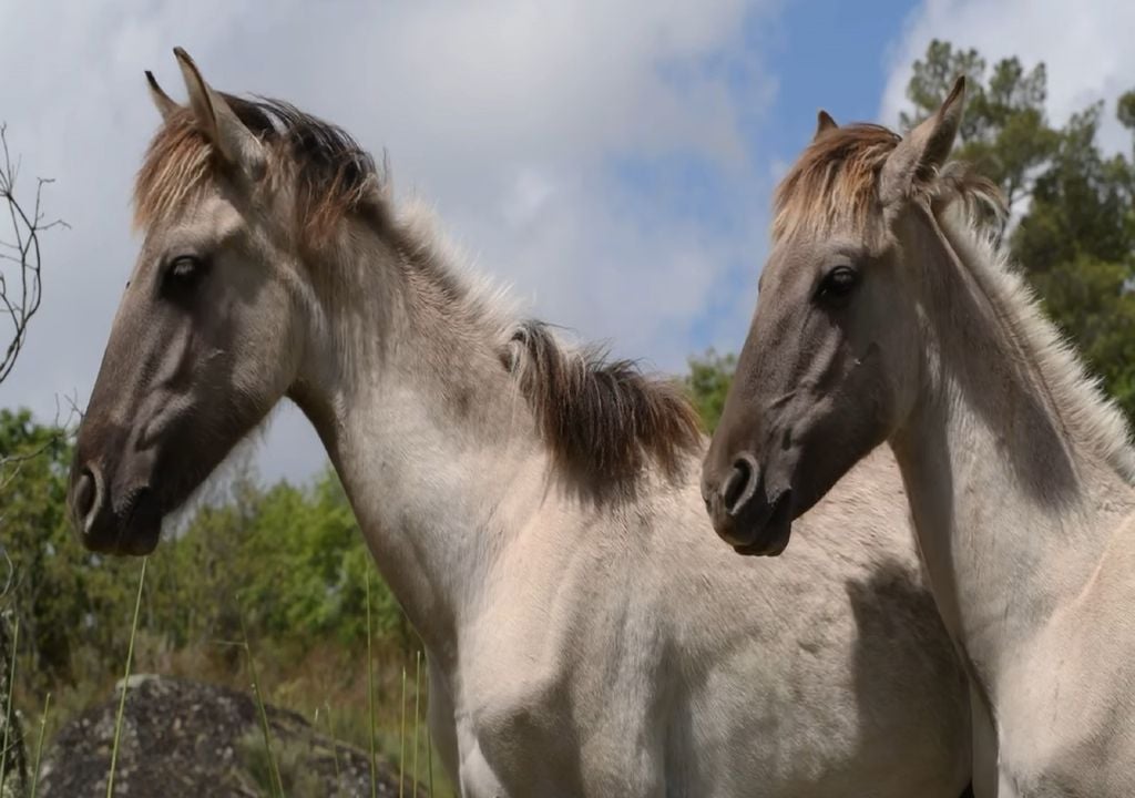 cavalos sorraia, espécie autócone portuguesa cavalos sorraia, espécie autócone portuguesa