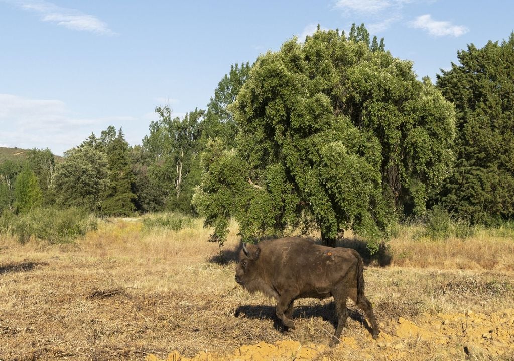 bisonte-europeu bisonte-europeu