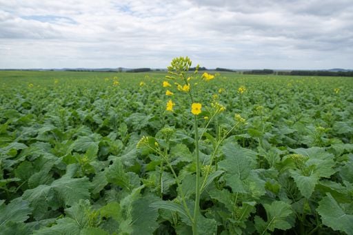 Canola em florescimento est&aacute; sob risco de granizo por temporais no RS