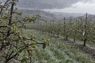 Granizo e vendavais amea&ccedil;am macieiras em Santa Catarina na prepara&ccedil;&atilde;o da florada