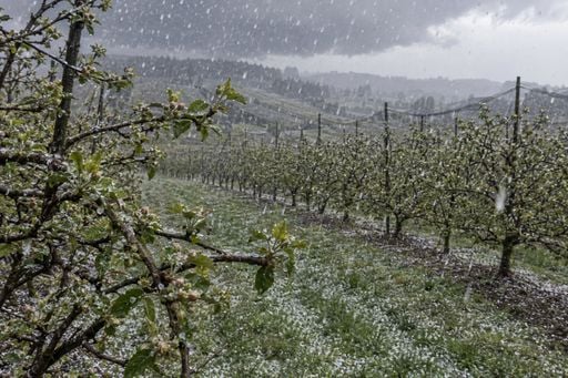 Granizo e vendavais amea&ccedil;am macieiras em Santa Catarina na prepara&ccedil;&atilde;o da florada