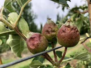 Granizo: Graves pérdidas en producción de frutas en Argentina y Chile