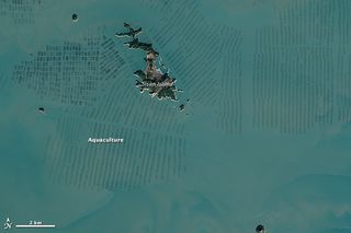 Granjas de algas en Corea del Sur