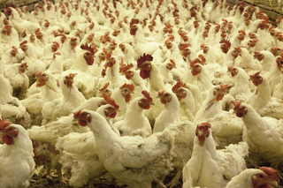 Les élevages de volailles sont des sources potentielles de bactéries résistantes aux antibiotiques et c'est inquiétant !