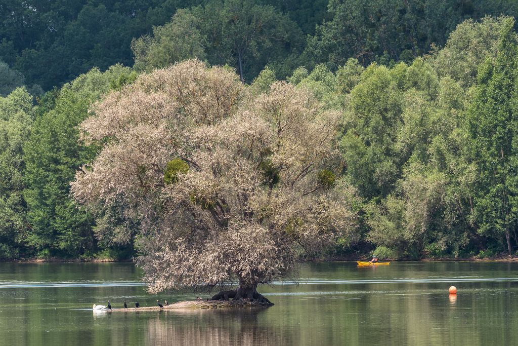 Kühkopf Die Altrheingewässer rund um die Insel Kühkopf sind ein echtes Naturparadies. Foto: Adobe Stock