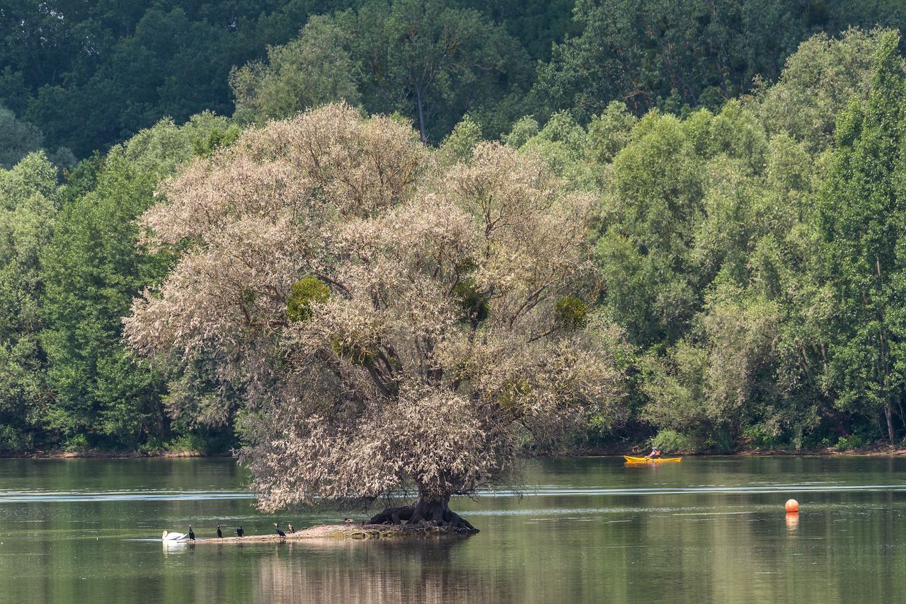 Die Altrheingewässer rund um die Insel Kühkopf sind ein echtes Naturparadies. Foto: Adobe Stock