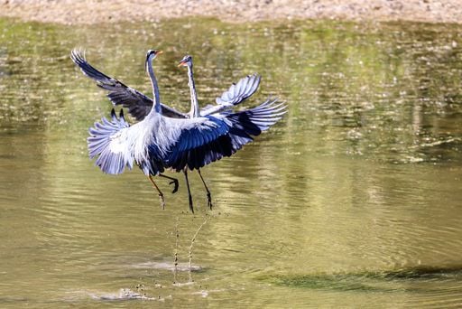 Graureiher und Wildkatzen: Das gr&ouml;&szlig;te Naturschutzgebiet Hessens liegt gleich neben einem Ballungsraum