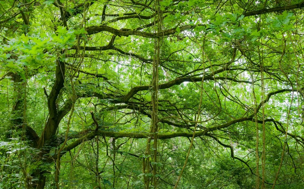 Kühkopf II Märchenhaft: Auenwald im größten Naturschutzgebiet Hessens. Foto: Adobe Stock