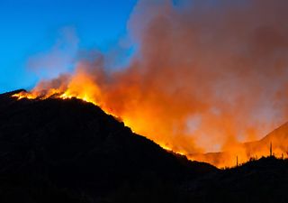 Grave amenaza para la industria maderera debido al incremento sin precedentes de los incendios forestales en el mundo
