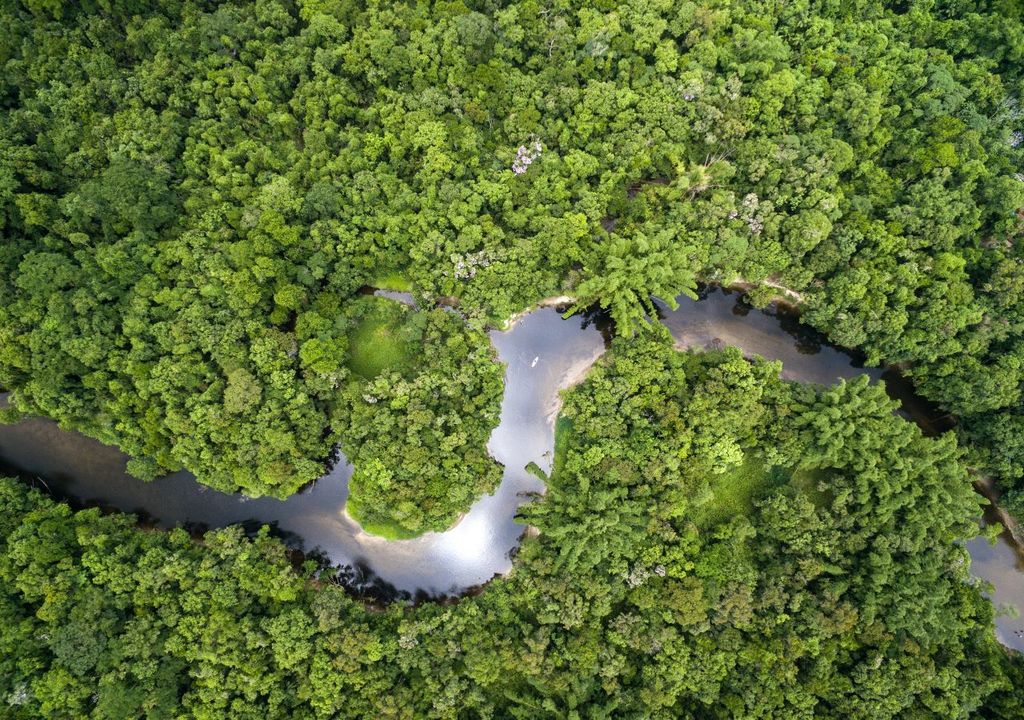 The Amazon is in "grave" danger from deforestation