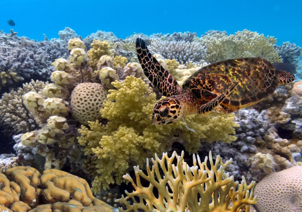 Great Barrier Reef