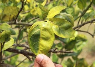 Greening, HLB o la enfermedad más devastadora del cítrico, ¿cómo salvará España sus naranjas?