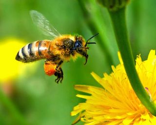 Greenpeace y "la pesada carga de las abejas"