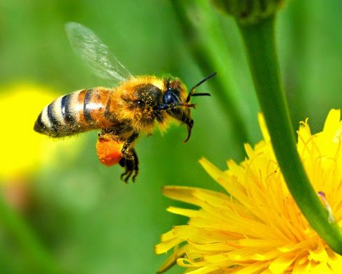 Greenpeace Y "la Pesada Carga De Las Abejas"