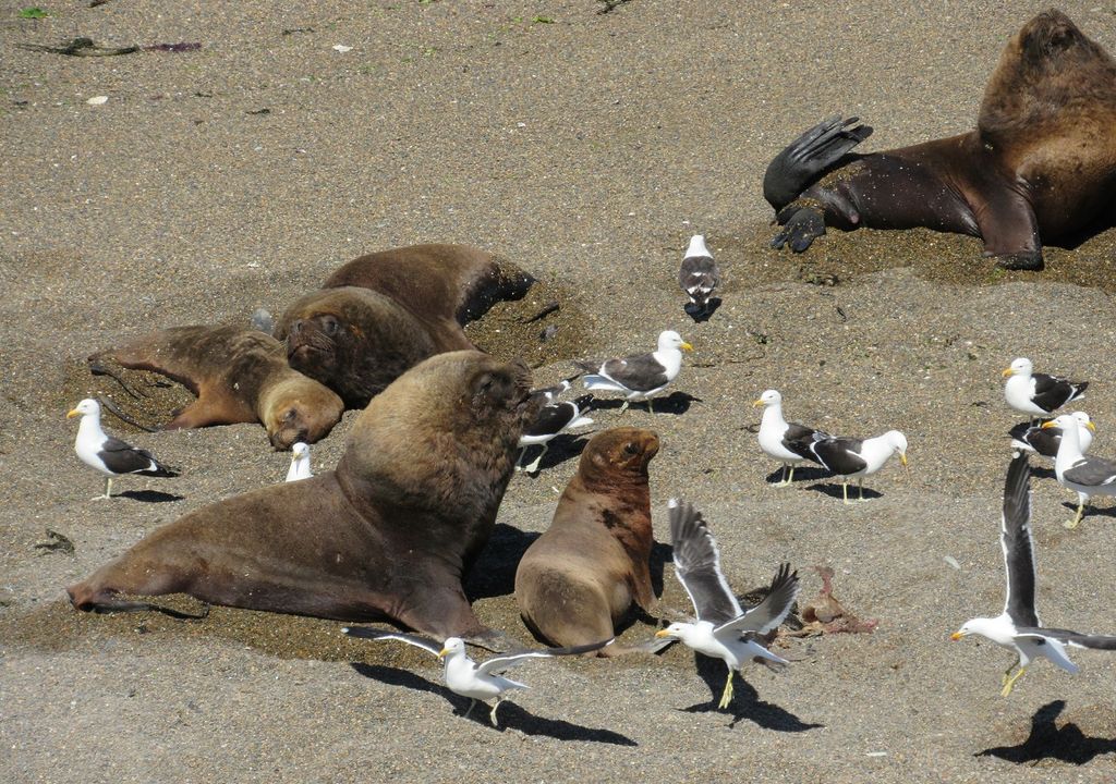 Lobos marinos y gaviotas en una playa